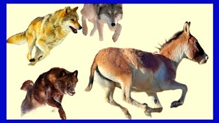 O MAIOR ASNO SELVAGEM DO MUNDO. Tem que enfrentar lobos para sobreviver. equus kiang