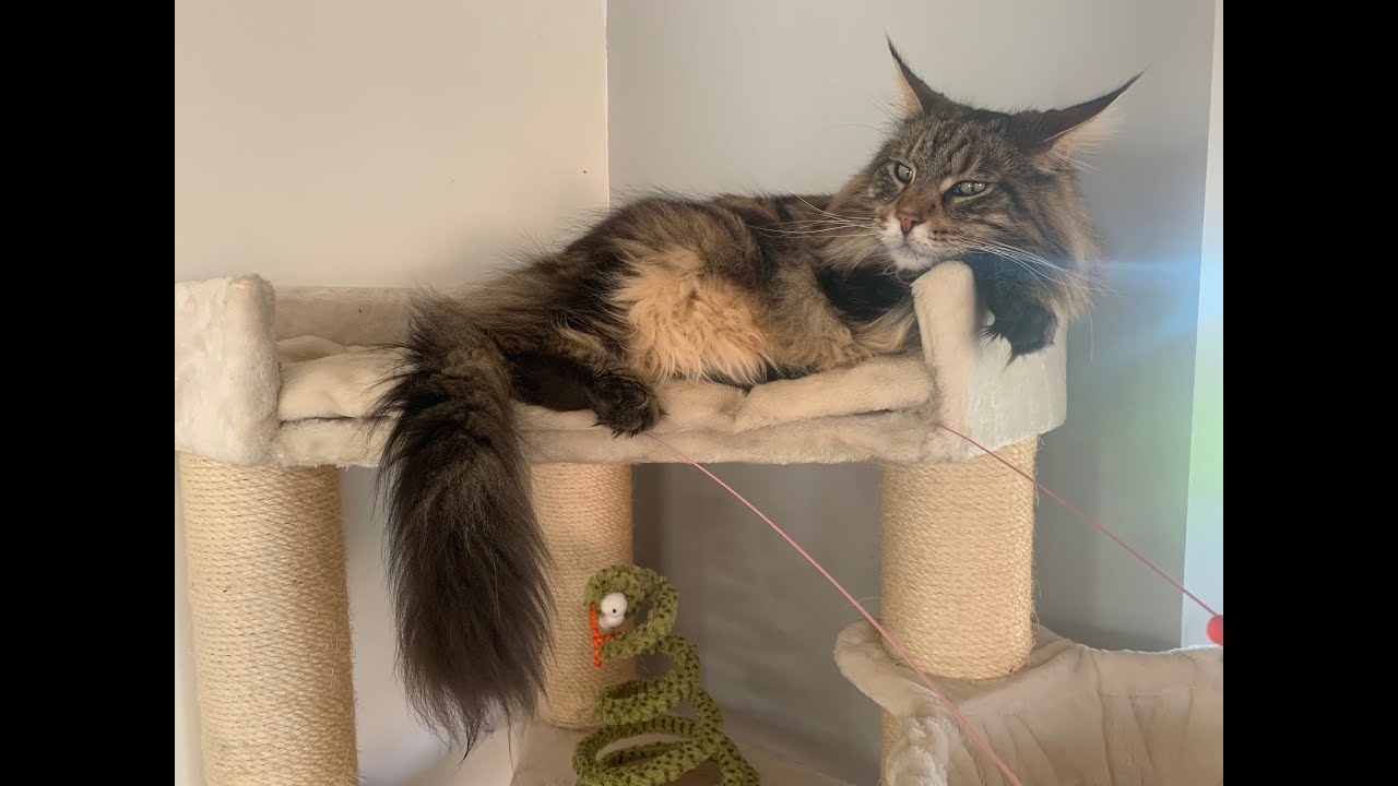 How To Keep A Maine Coon Cat Entertained Did This Cat Toy Work? YouTube