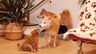 pls lemme kiss u Suki