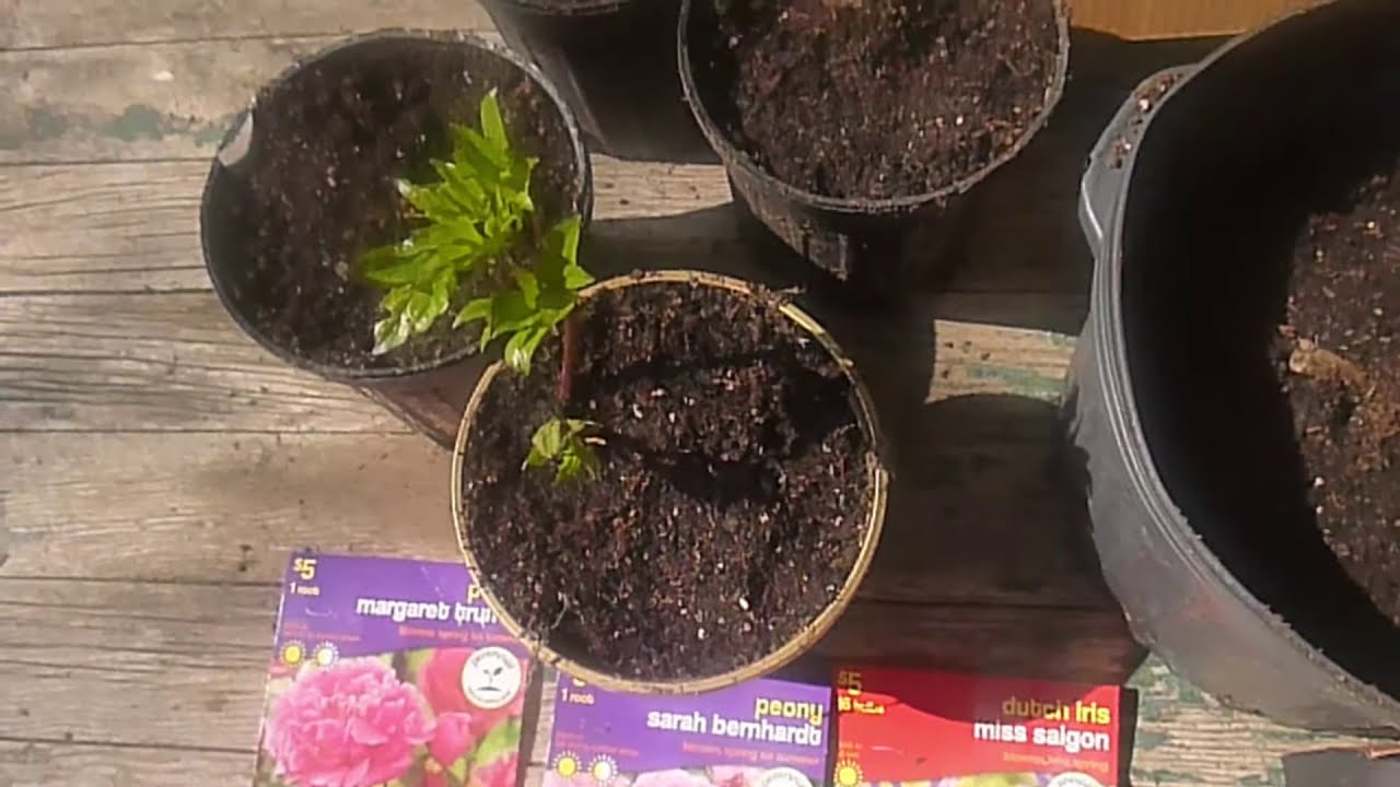 Planting Stored Dahlia tubers getting ready early for the Summer Garden