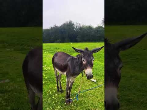 شريت لي حمار علشان بنساك رده فعلك لماتسمعها اشترك لترى اجمل الاشعار الحمار