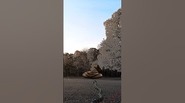 Kim Cobra Vs Anaconda Snake #snake #shorts #python #snakes #nagin #shortvideo