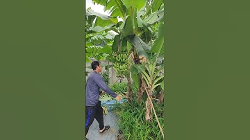 Chống cây buồng chuối #bienfarm #farming