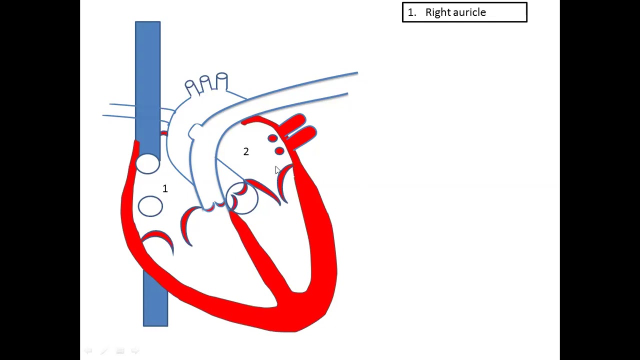How to draw human heart easily? - YouTube