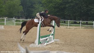 'Matts Lil Sugar' APHA Trail/Western Dressage/Cross Country/Jumping Gelding FOR SALE