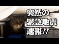 【人間だけじゃない】大地震が猫に残した心の傷