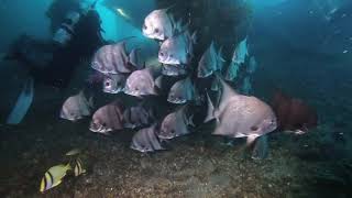 BLUE HERON BRIDGE DIVE PART 2 ( 09-15-18 )