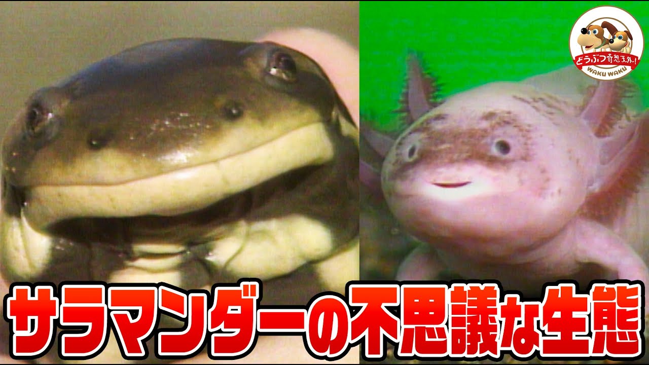 Cute but on the verge of extinction] Is 