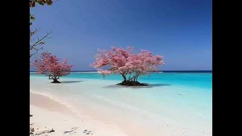 تلاوة جميلة تُرقق القلوب عطر مسامعك _ بكر عوض الكثيري