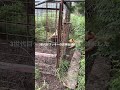 3世代目猟犬 #狩猟 #鳥獣被害対策 #猟師 #猟犬