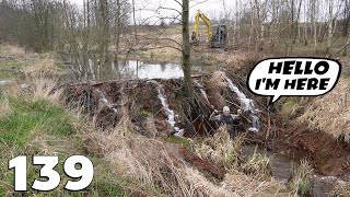 A Beaver Dam Of Incredible Size  Beaver Dam Removal With Excavator No.139