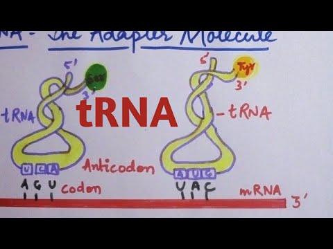 ვიდეო: რატომ ჰქვია trna-ს ადაპტერის მოლეკულა?
