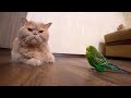 Кот и волнистый попугайчик невероятные друзья