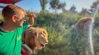 Даааа...., ТАКОГО КОРМЛЕНИЯ ЛЬВОВ давно не было, адреналин зашкаливает и у львов и у нас!