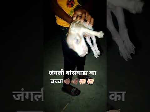 जंगली पंचवरकर का बच्चा हम लोग को रोड पर मिला था हम लोग उसको आजाद कर रहे हैं भाई #