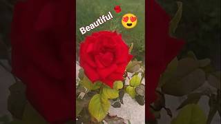 The Queen of the Flowers🌹|Nature Lovers #shorts