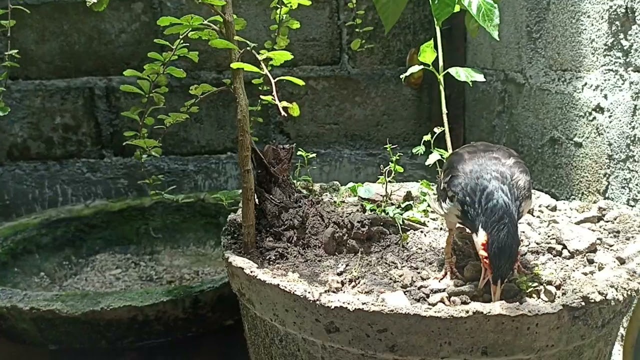 MEMANTAU PERKEMBANGAN BURUNG JALAK SUREN DI AVIARY 