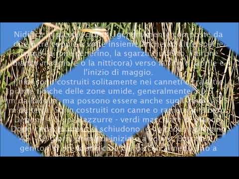 Video: Airone Reale: foto, descrizione