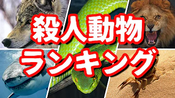 動物最強ランキング 動物最強ランキング