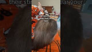 #cat #cats #kitten #kittens @starpetsclub