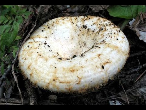 Груздь настоящий - сбор в  заколдованном лесу белый груздь, сырой груздь, мокрый груздь, правский,