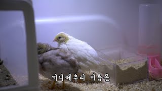 [우리집새새끼 3탄] 미니메추리 똥과의 전쟁+새(bird)이름 짓기