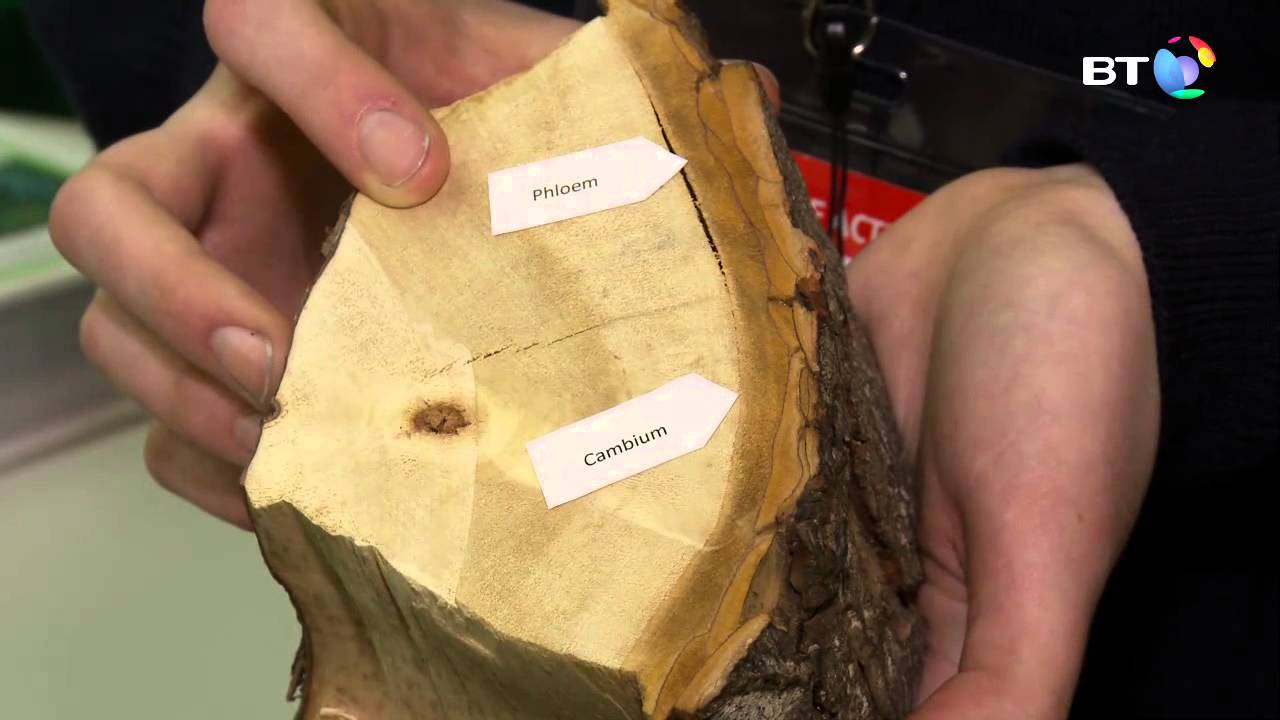 Aetiology of bleeding canker disease of Horse Chestnut trees YouTube