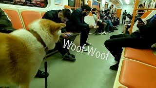 Dog in the Metro