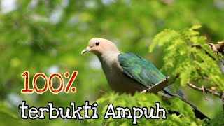 Suara Pikat Burung Pergam Timor..