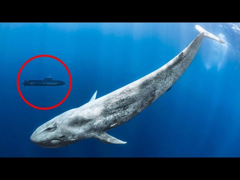 15 Biggest Animals You Won't Believe Actually Exist! - YouTube
