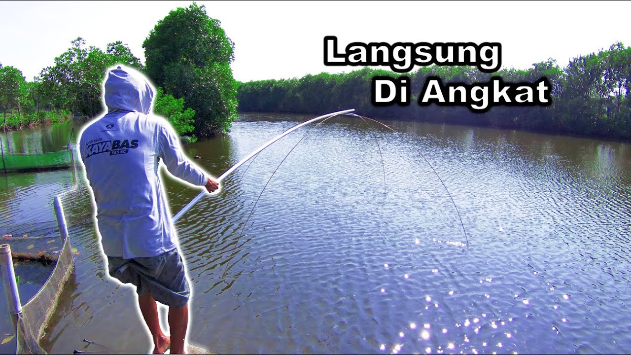 🔴 IKANNYA PADA KENAPA YA? || Branjang / Anco / Jaring Ikan