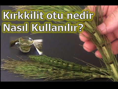 Video: At Kuyruğunun Tıbbi özellikleri