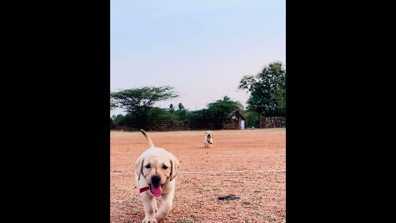 Watch Rockey & Lawra’s 1st video on YouTube ❤️ || Labrador Retriever || 45 days old puppies || on YouTube Watch Rockey & Lawra’s 1st video on YouTube ❤️ || Labrador Retriever || 45 days old puppies || on YouTube
