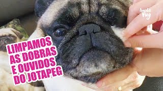 Como limpar a dobra do focinho e ouvidos do Pug | Amigo Pug