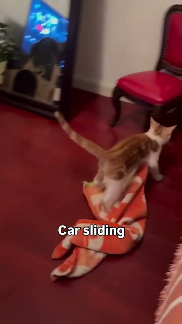 Cat doing a cancel slide on them with that prvnci playing