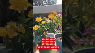 மொட்டை மாடியில் நம்மிடம் வாங்கிய பூவகை செடிகள் எப்படி பூக்குது என்று நீங்களே பாருங்கள்