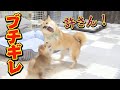 柴犬のケンカを止めずに見守ったら感動した♪