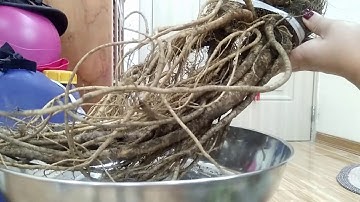 SÂM QUY ĐÁ RỪNG TƯƠI sản phẩm cửa hàng mebaohan