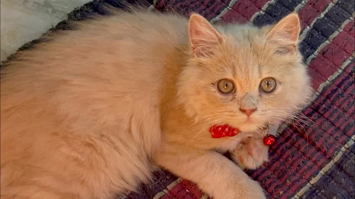 Video 7583151: persian cat funny, pet lover funny cats, cat animal lover pet, cute cat