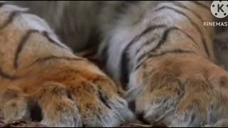 World's Most Dangerous Tiger (2024)