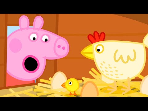 Peppa Pig Learns About Chickens 🐥 🐷 Peppa Pig Official Channel Family Kids Cartoons