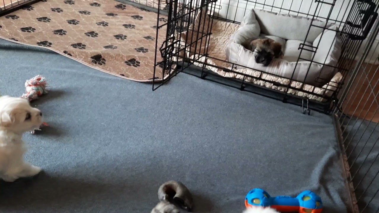 5 Week Old Cotonese Mix Puppies Playing
