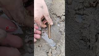 Kerang digaramin langsung #faktaunik #munandartv