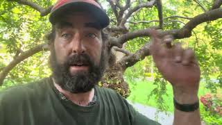 Weeping Cherry `Snow Fountains’ Tree Pruning, Part 2
