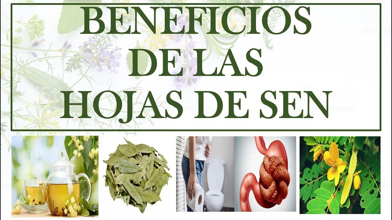 BENEFICIOS DE LA HOJA DE SEN YouTube