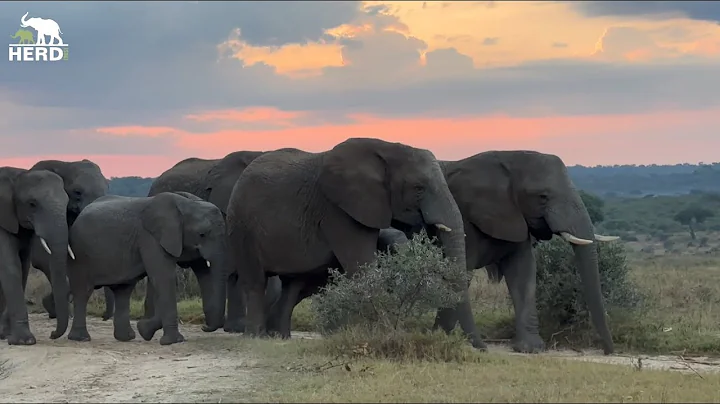 The Elephant Herd with a Unique Story 🐘 thumbnail