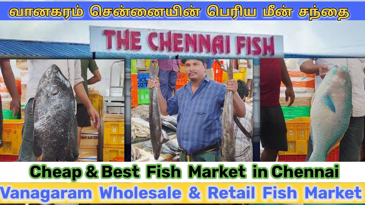 வானகரம் மீன் சந்தையின் மொத்த & சில்லறை விற்பனை ஒரு பார்வை VANAGARAM FISH MARKET - THE CHENNAI FISH
