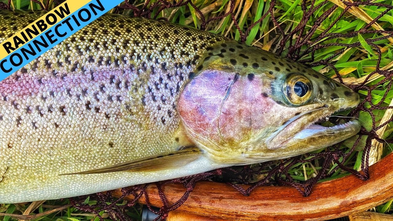 THE RAINBOW CONNECTION — Stocked Rainbow Trout Create Valuable Fisheries 