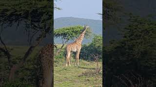 Giraffes Are Tall... 🦒🦒 #Wildlife #Safari