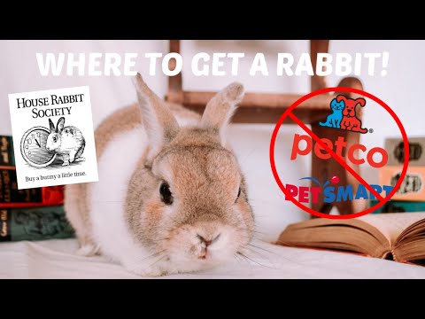 WHERE TO GET A RABBIT? | Pet store or Rescue?